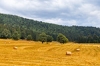 Übertragung von land- und forstwirtschaftlichen Grundstücken (Grunderwerbsteuer)