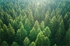 Freies Betretungsrecht im Wald